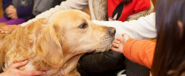 <a href=https://extension.uned.es/actividad/idactividad/40441>Intervenciones asistidas con animales (terapia, educación y actividades) en el ámbito infantojuvenil</a>